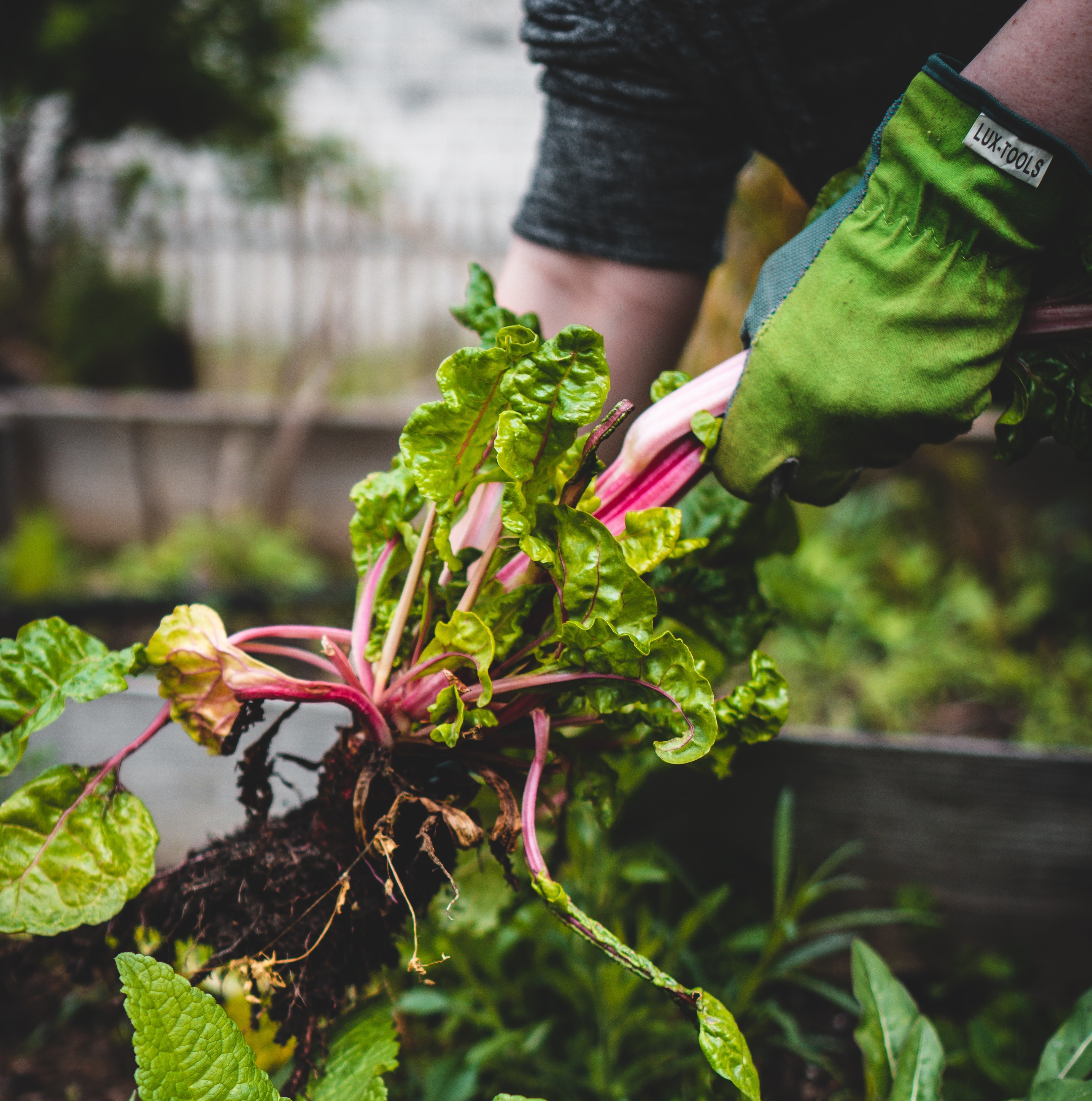 Urban Farming (WSQ)